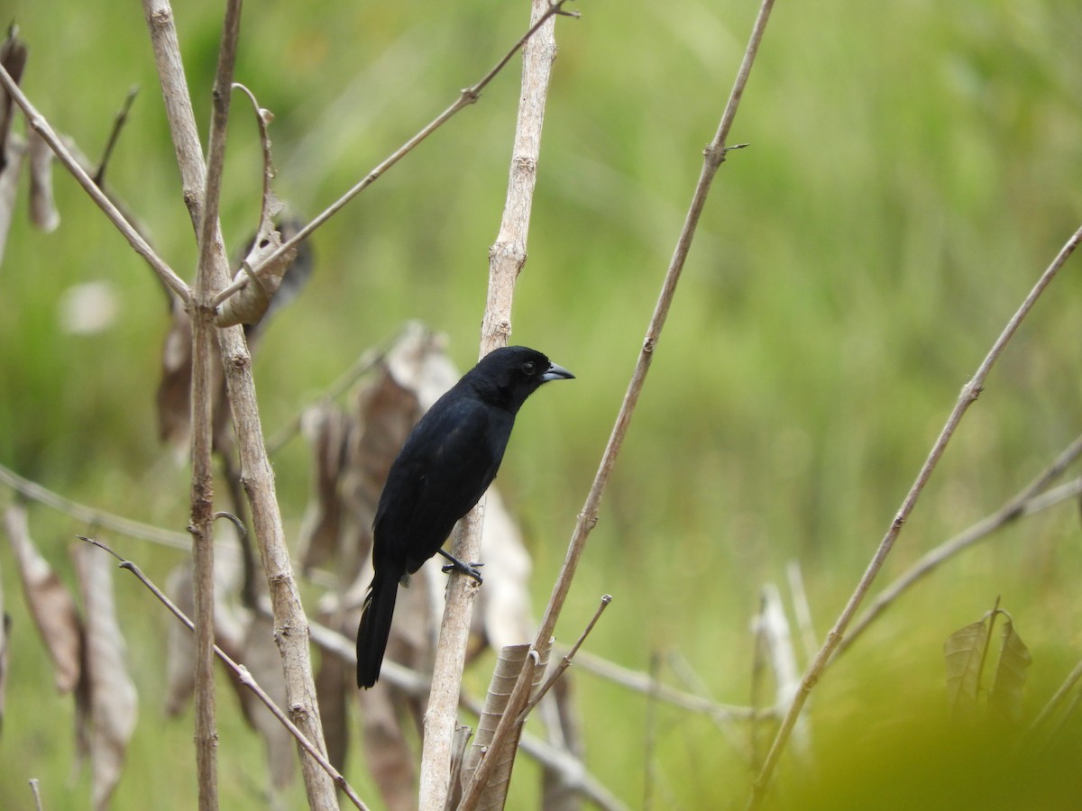 Red-shouldered Tanager - ML644034192