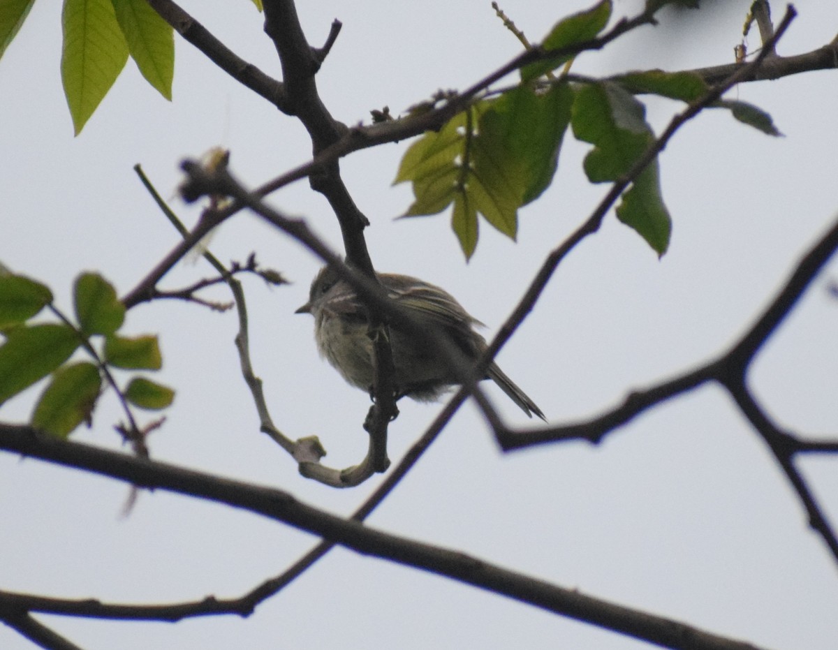 Yellow-bellied Elaenia - ML644034193