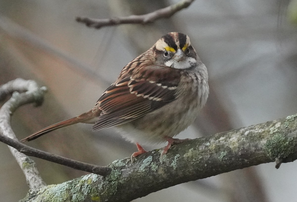 White-throated Sparrow - ML644034210