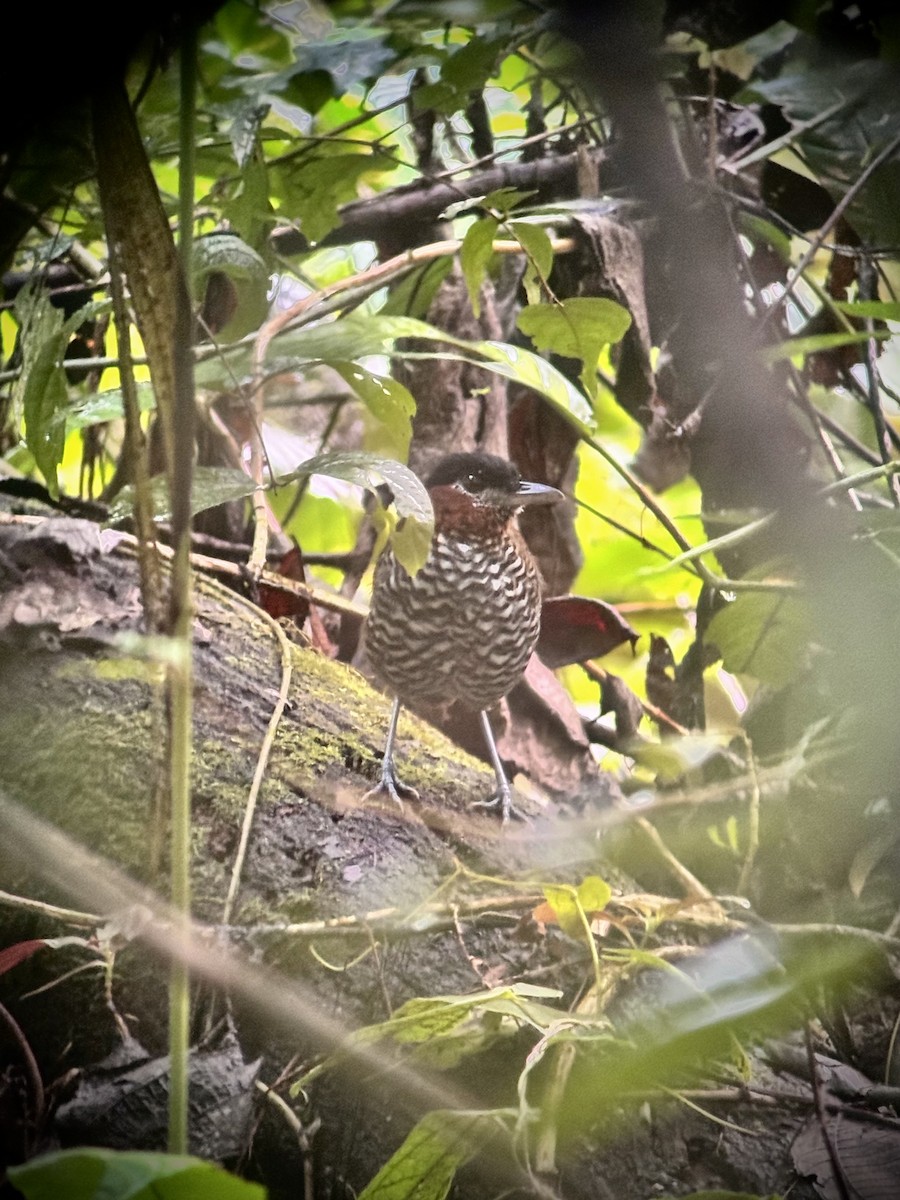 Black-crowned Antpitta - ML644034256