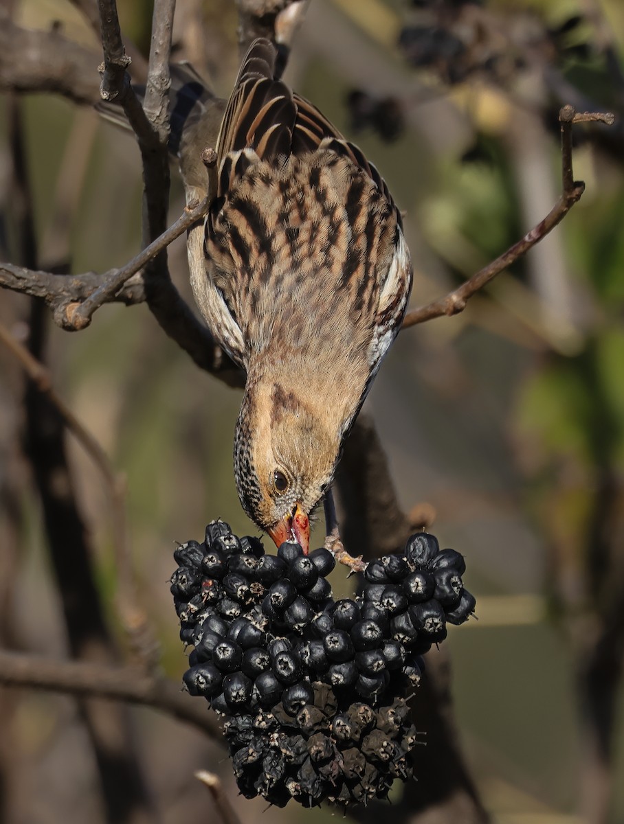 Harris's Sparrow - ML644034257