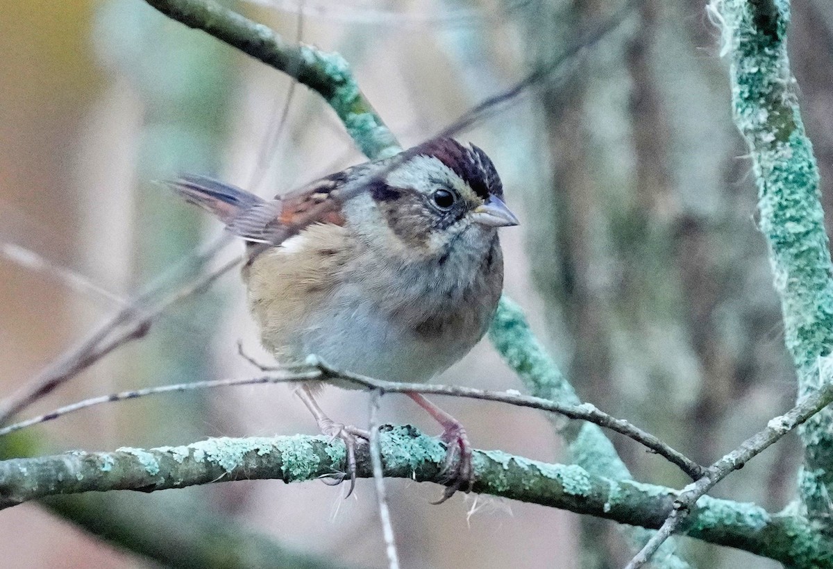 Swamp Sparrow - ML644034271