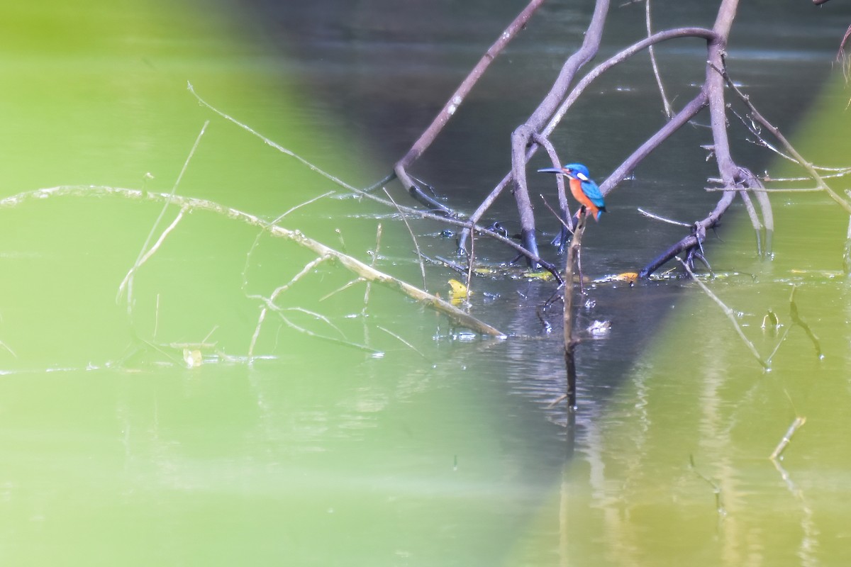 Blue-eared Kingfisher - ML644034272