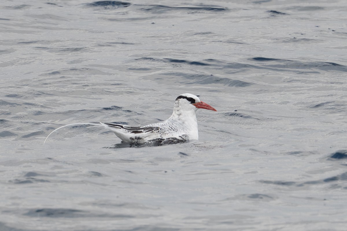 Kırmızı Gagalı Tropikkuşu - ML644034275