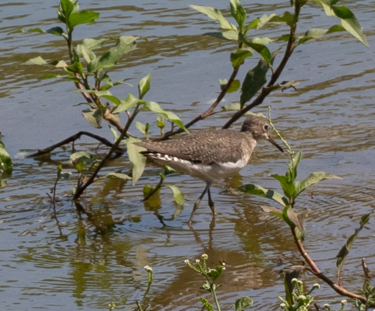 Solitary Sandpiper - ML644034277