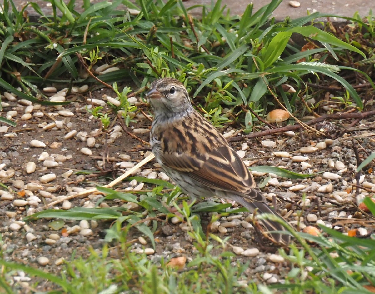 strnádka vrabcovitá - ML644034283