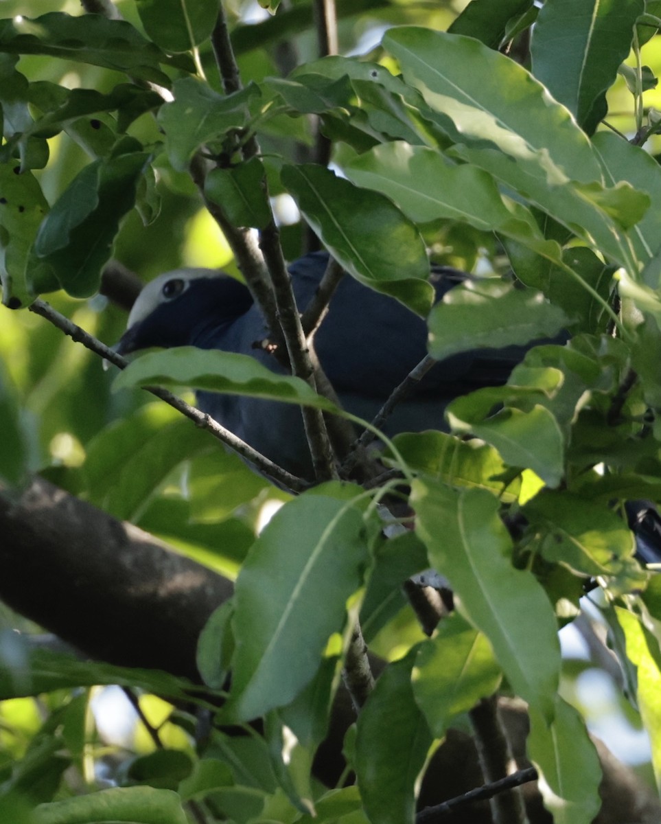 White-crowned Pigeon - ML644034302