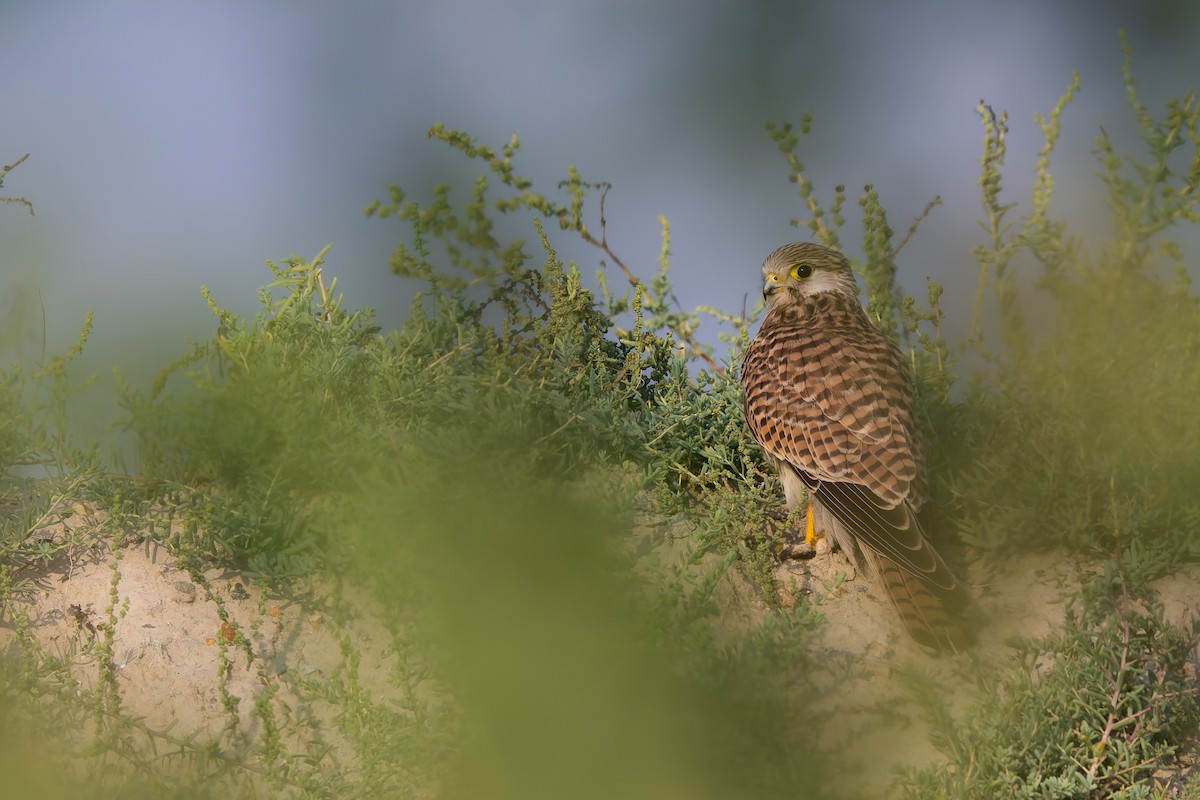 Eurasian Kestrel - ML644034313