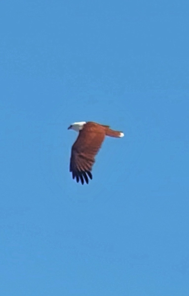 Brahminy Kite - ML644034326