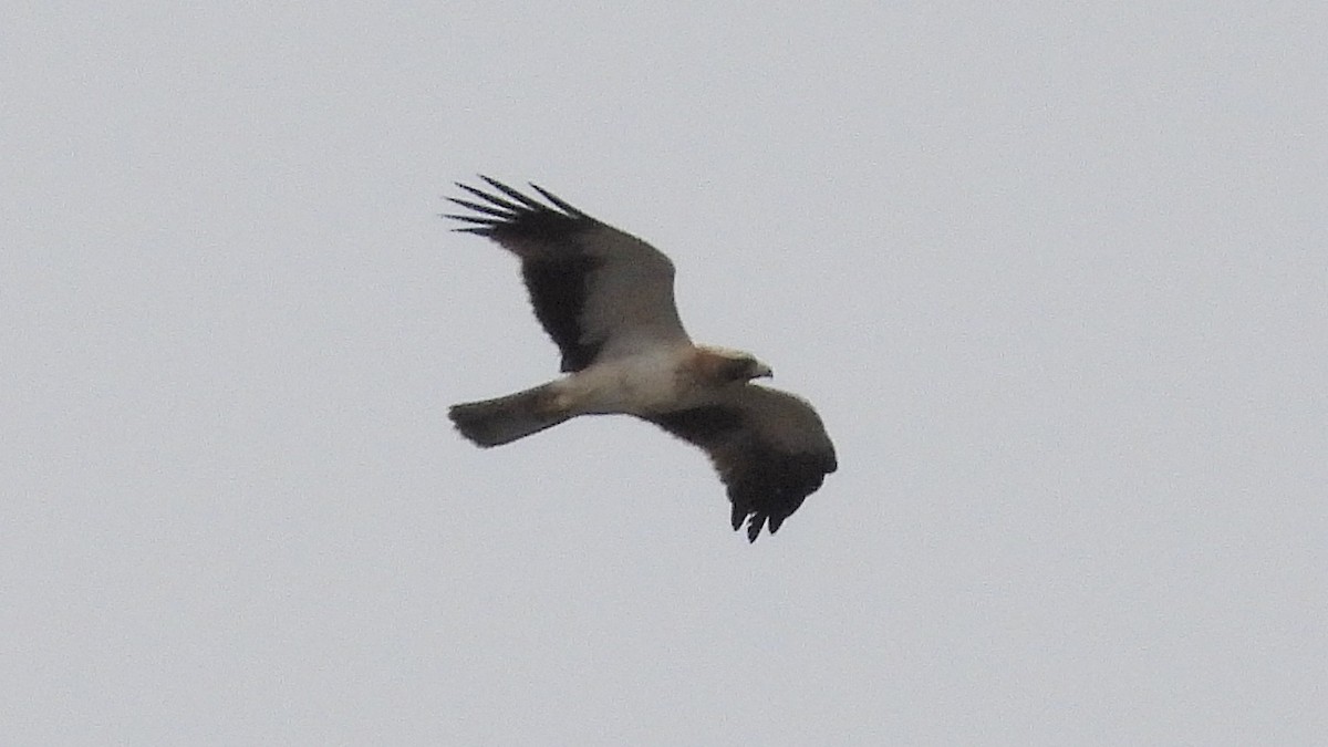 Booted Eagle - ML644034336