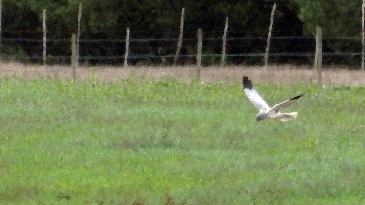 Hen Harrier - ML644034339