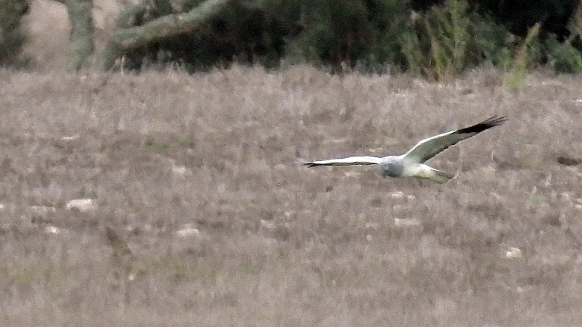 Hen Harrier - ML644034340