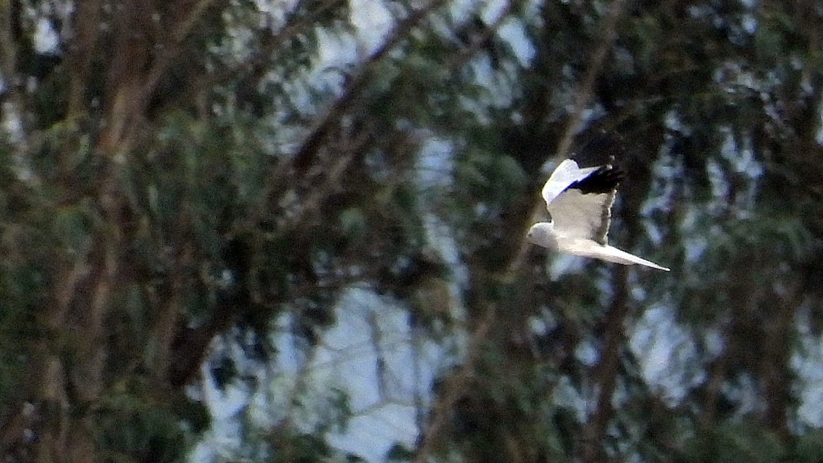 Hen Harrier - ML644034341