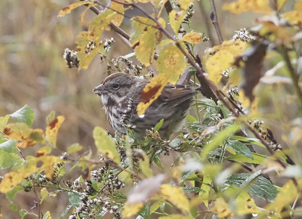 Song Sparrow - ML644034346