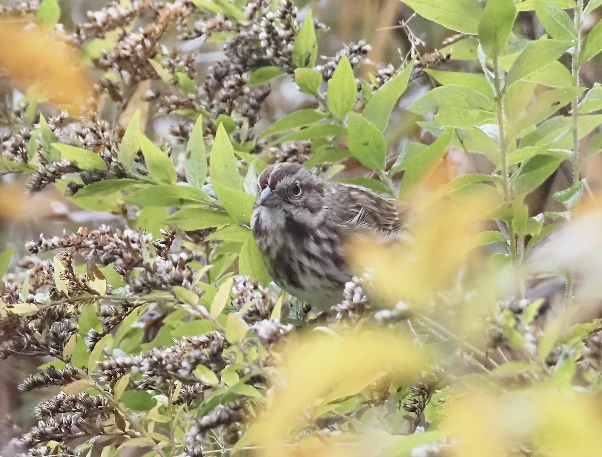 Song Sparrow - ML644034347