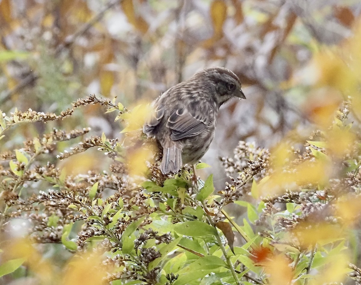 Song Sparrow - ML644034348