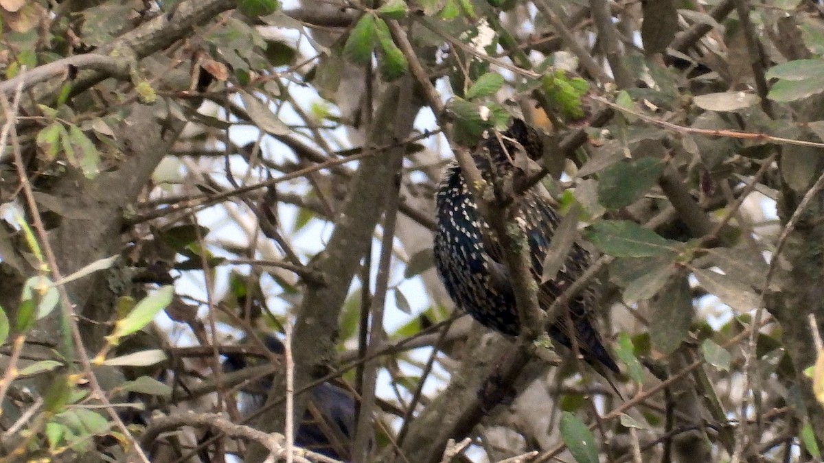 European Starling - ML644034349