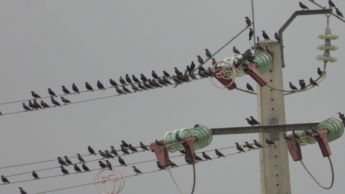 Spotless Starling - ML644034357