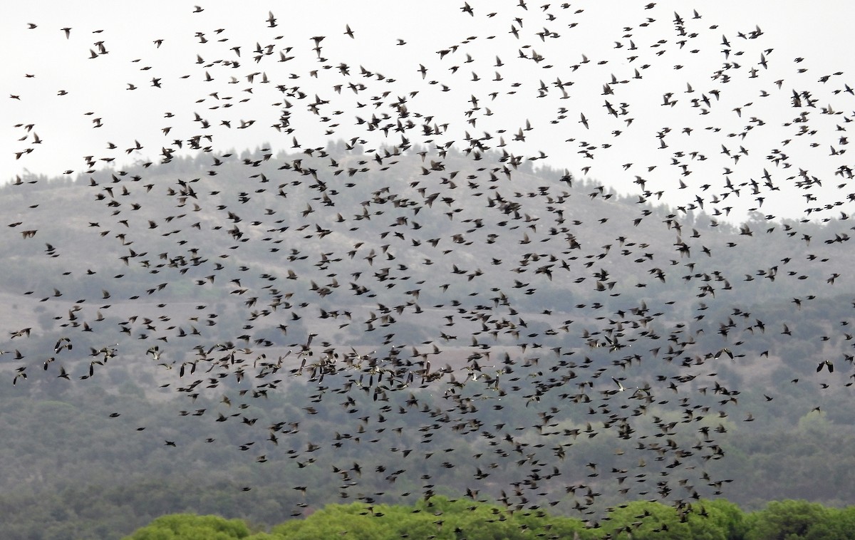 Spotless Starling - ML644034358