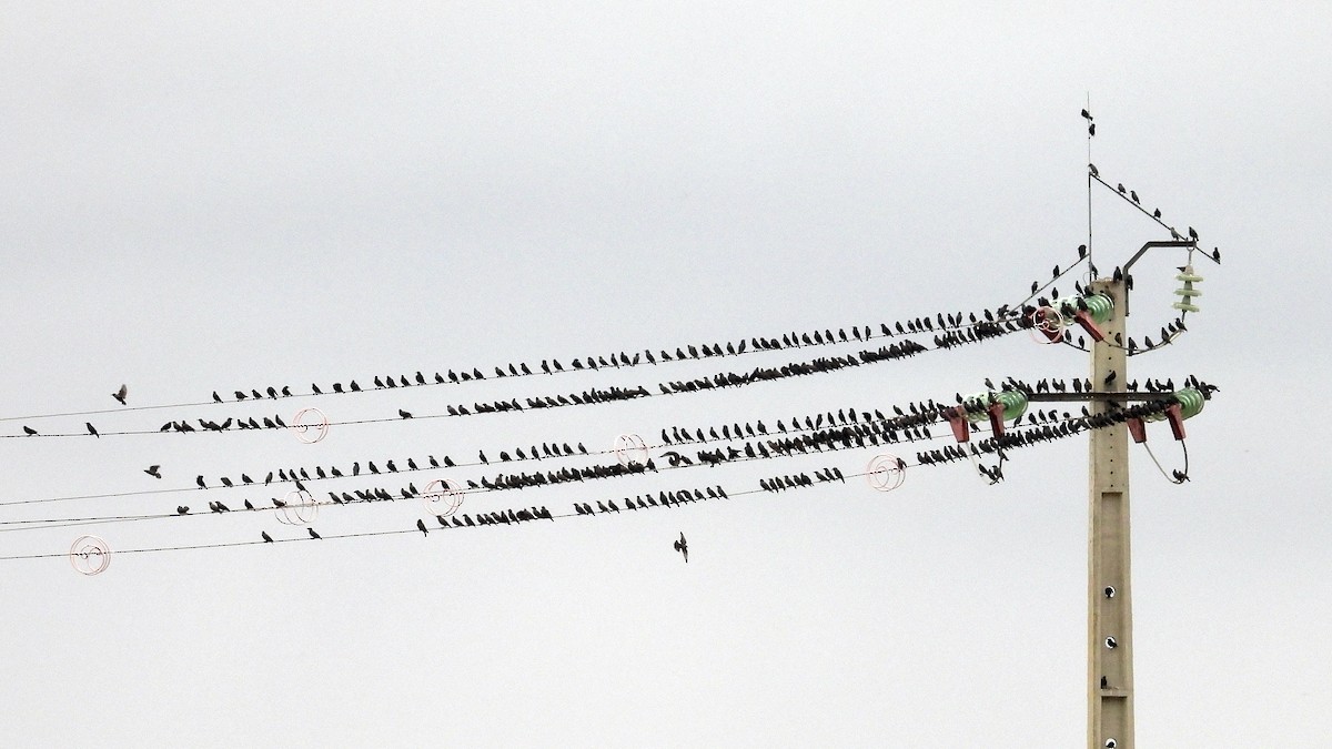 Spotless Starling - ML644034359