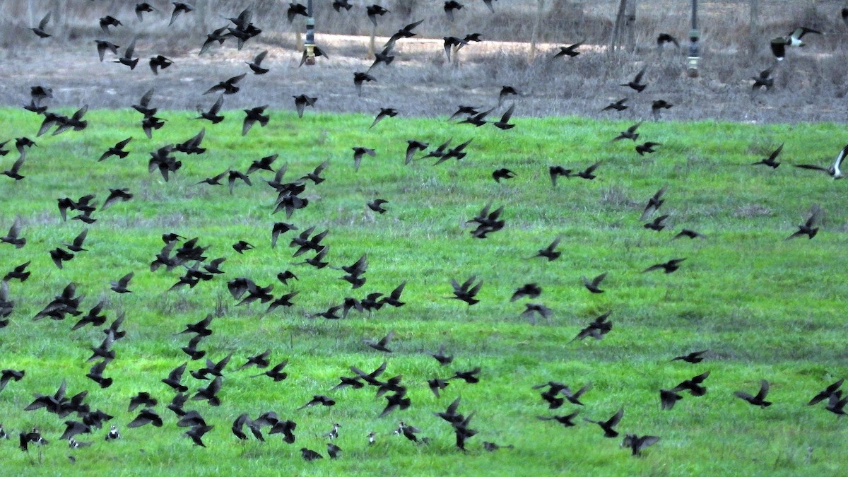 Spotless Starling - ML644034360