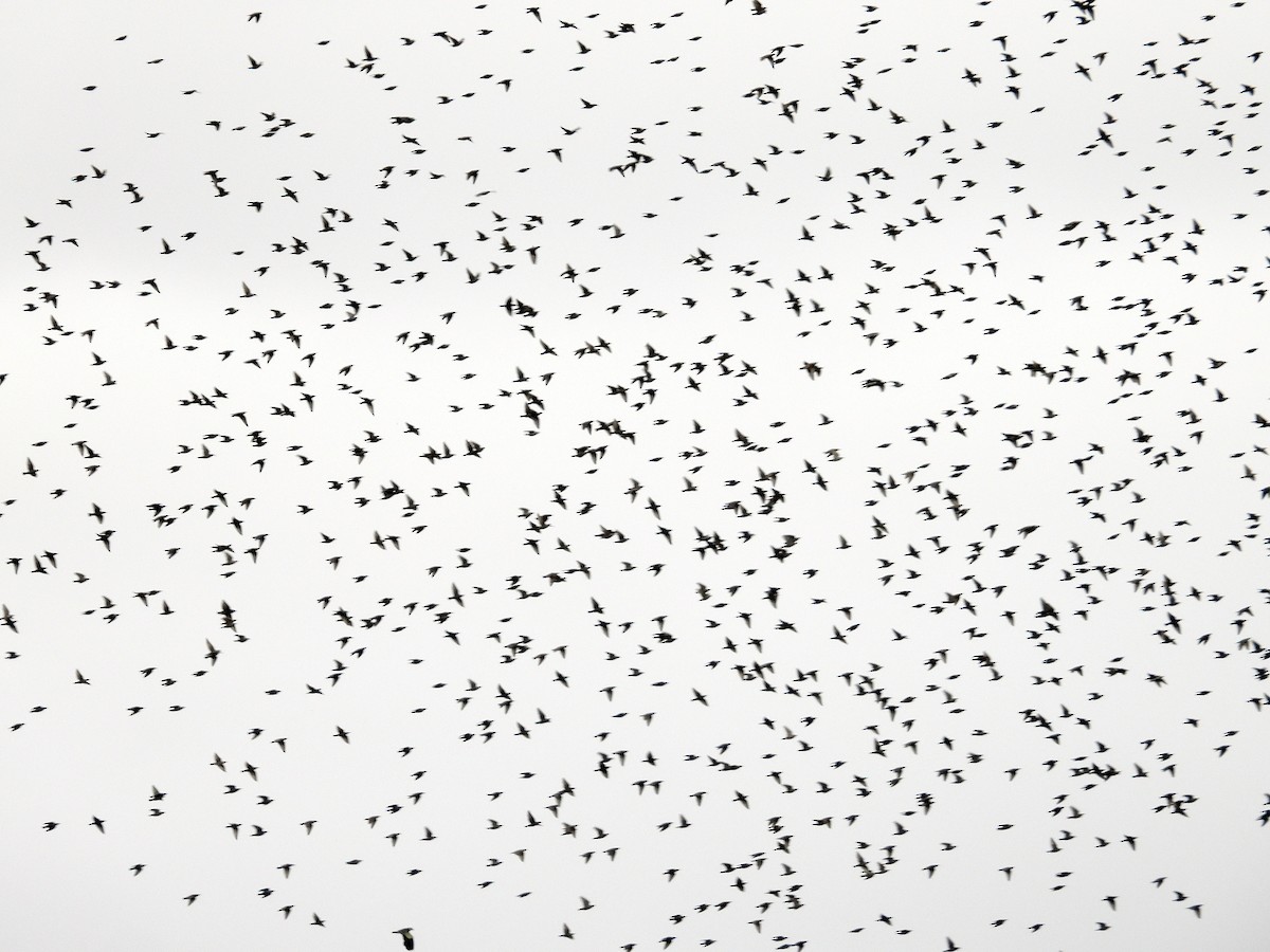 Spotless Starling - ML644034361