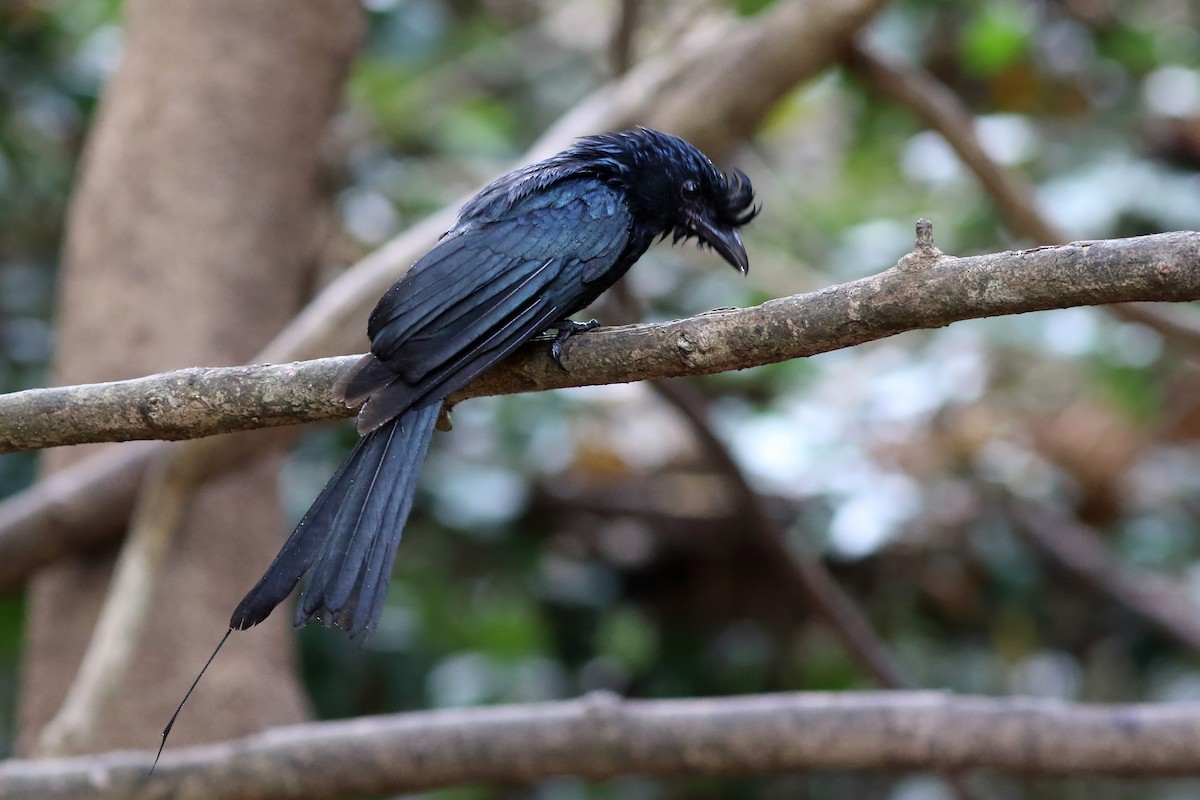 Greater Racket-tailed Drongo - ML644034375