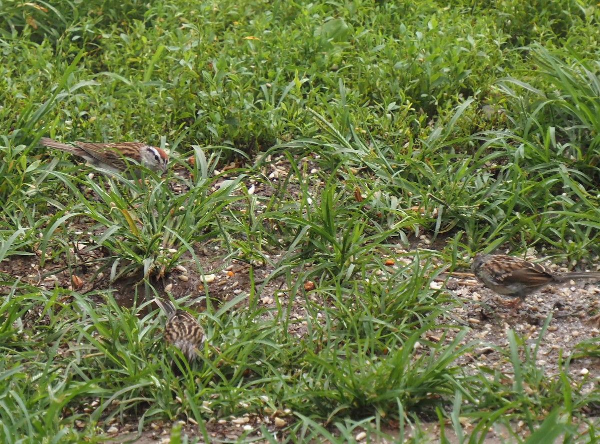 strnádka vrabcovitá - ML644034376