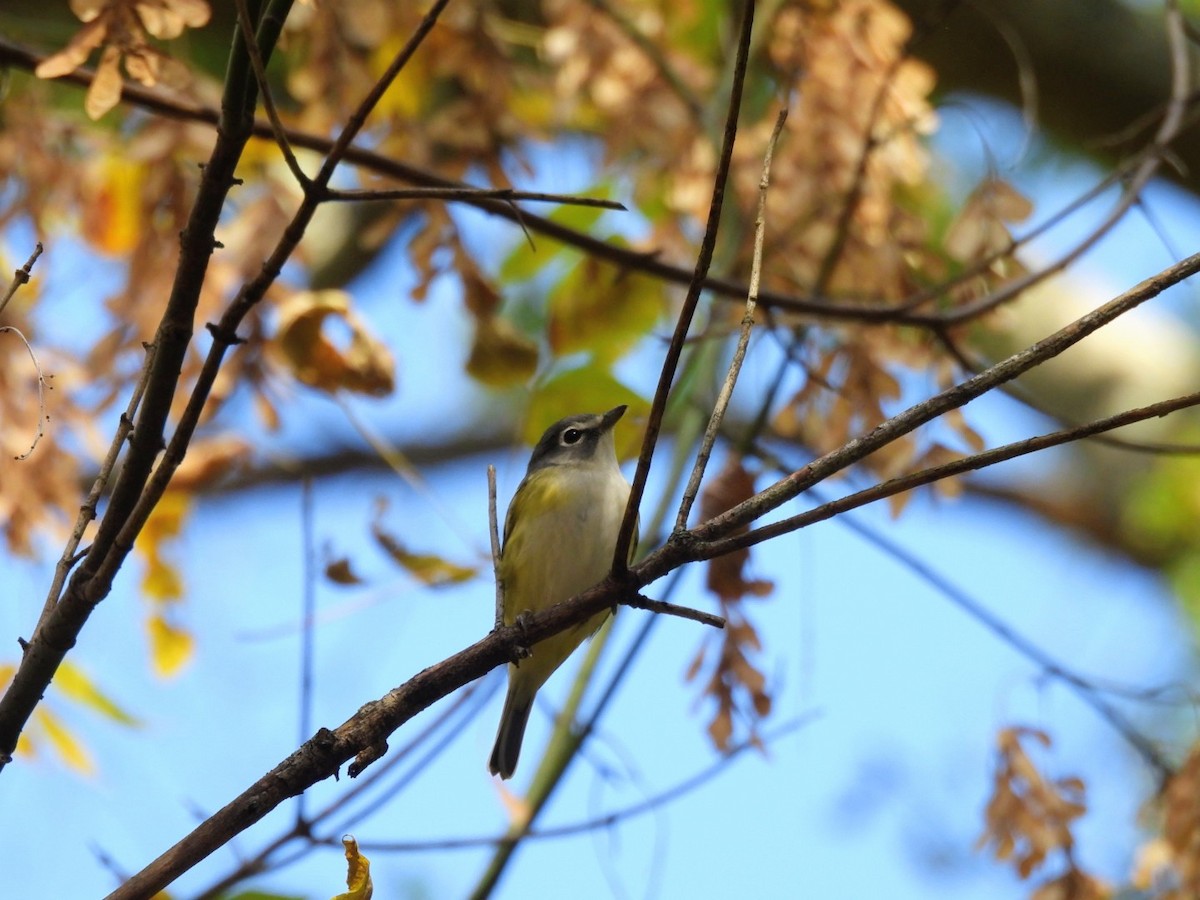 Blue-headed Vireo - ML644034379