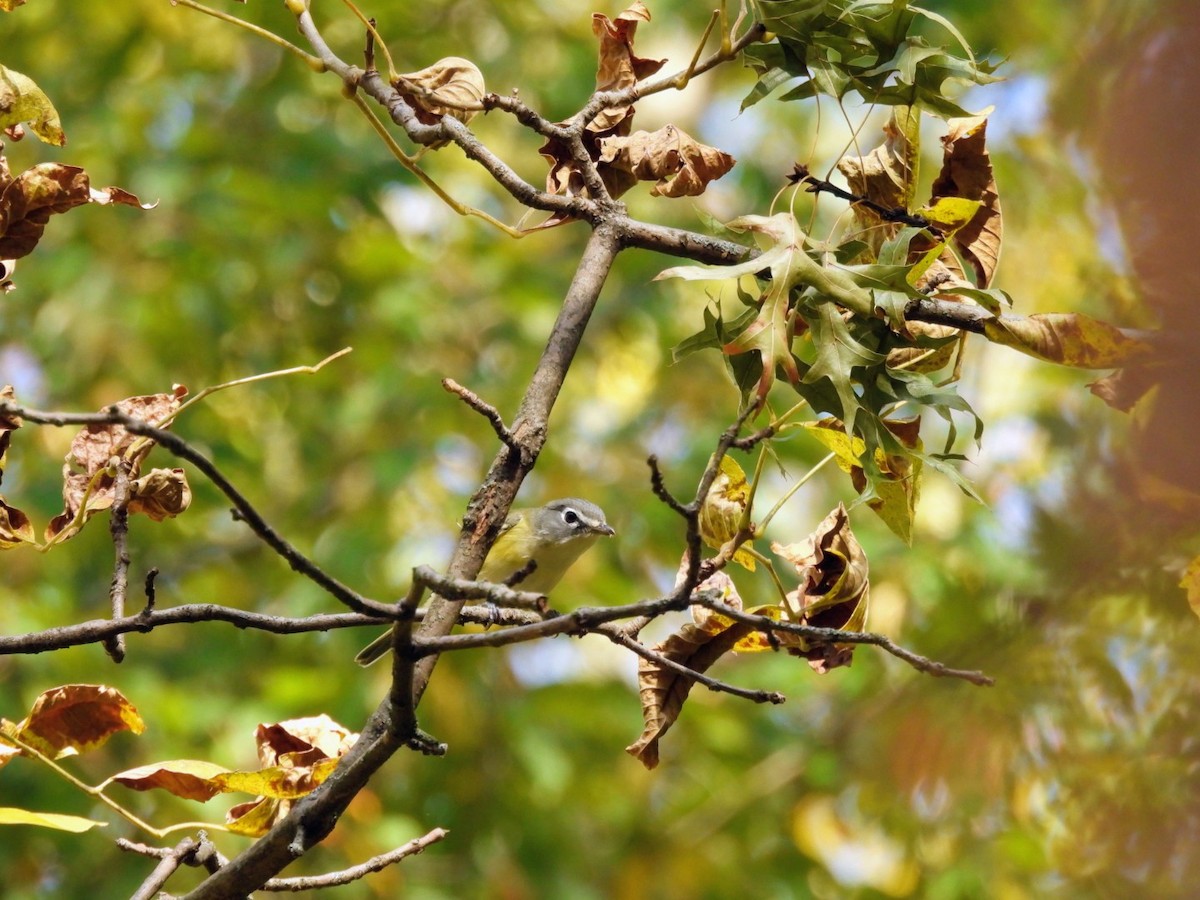 Blue-headed Vireo - ML644034380