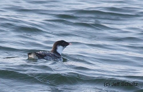 Ancient Murrelet - ML644034382