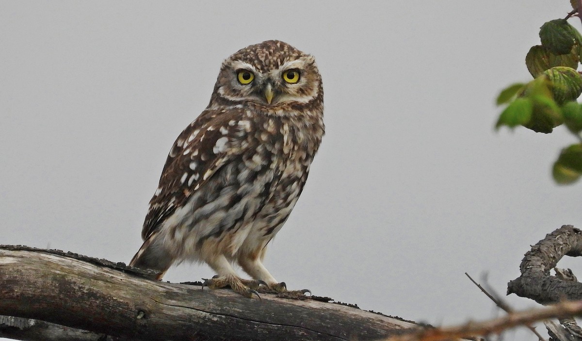 Little Owl - ML644034398