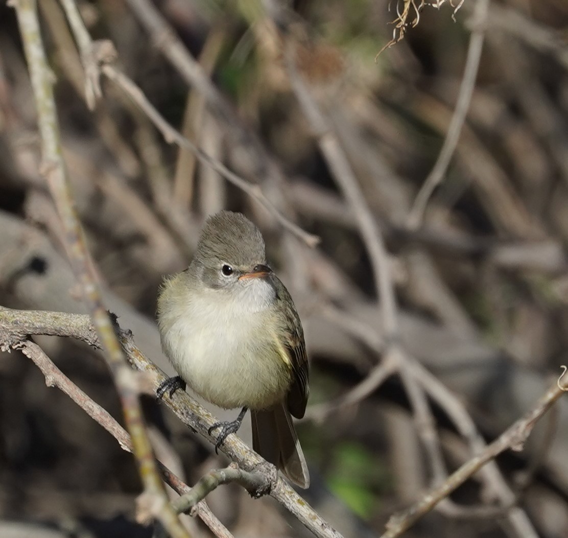 Northern Beardless-Tyrannulet - ML644034426