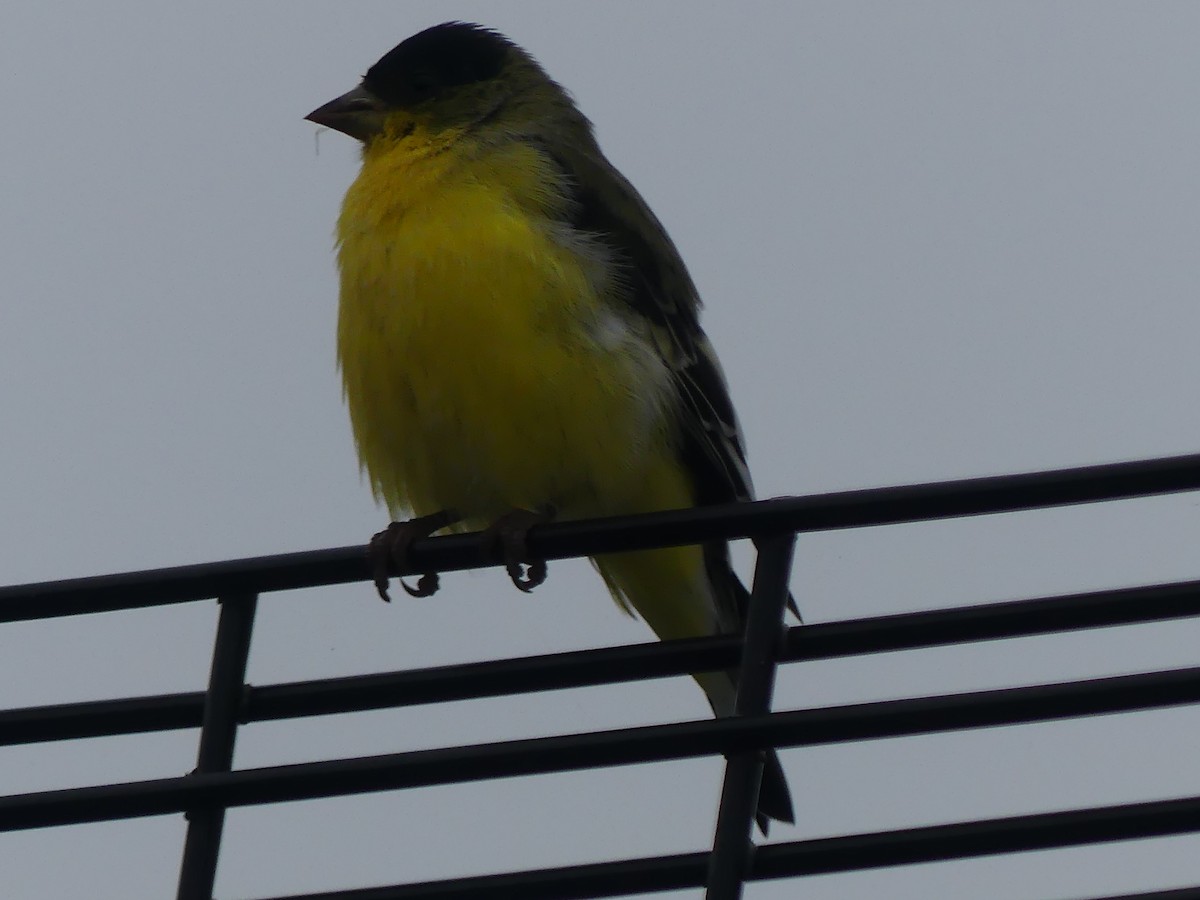 Lesser Goldfinch - ML644034447