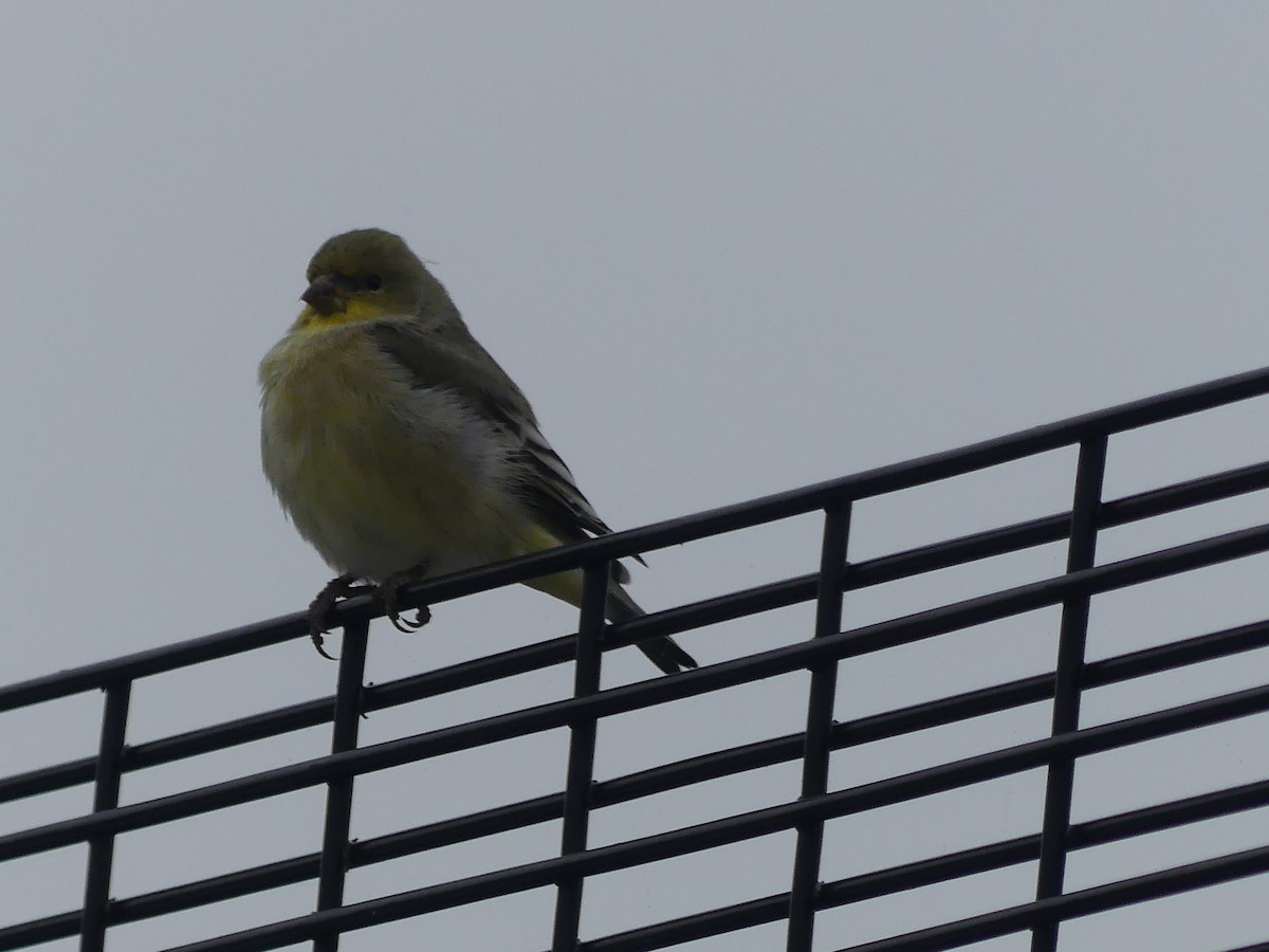 Lesser Goldfinch - ML644034448