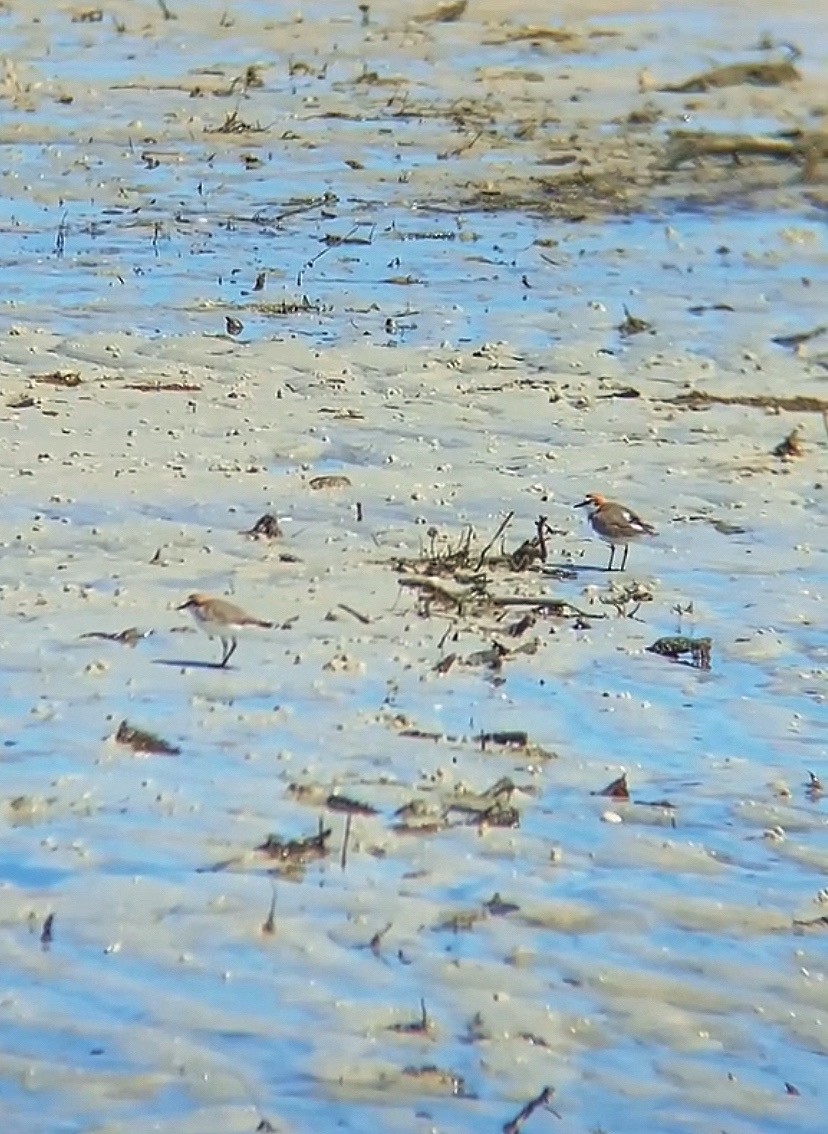 Red-capped Plover - ML644034475