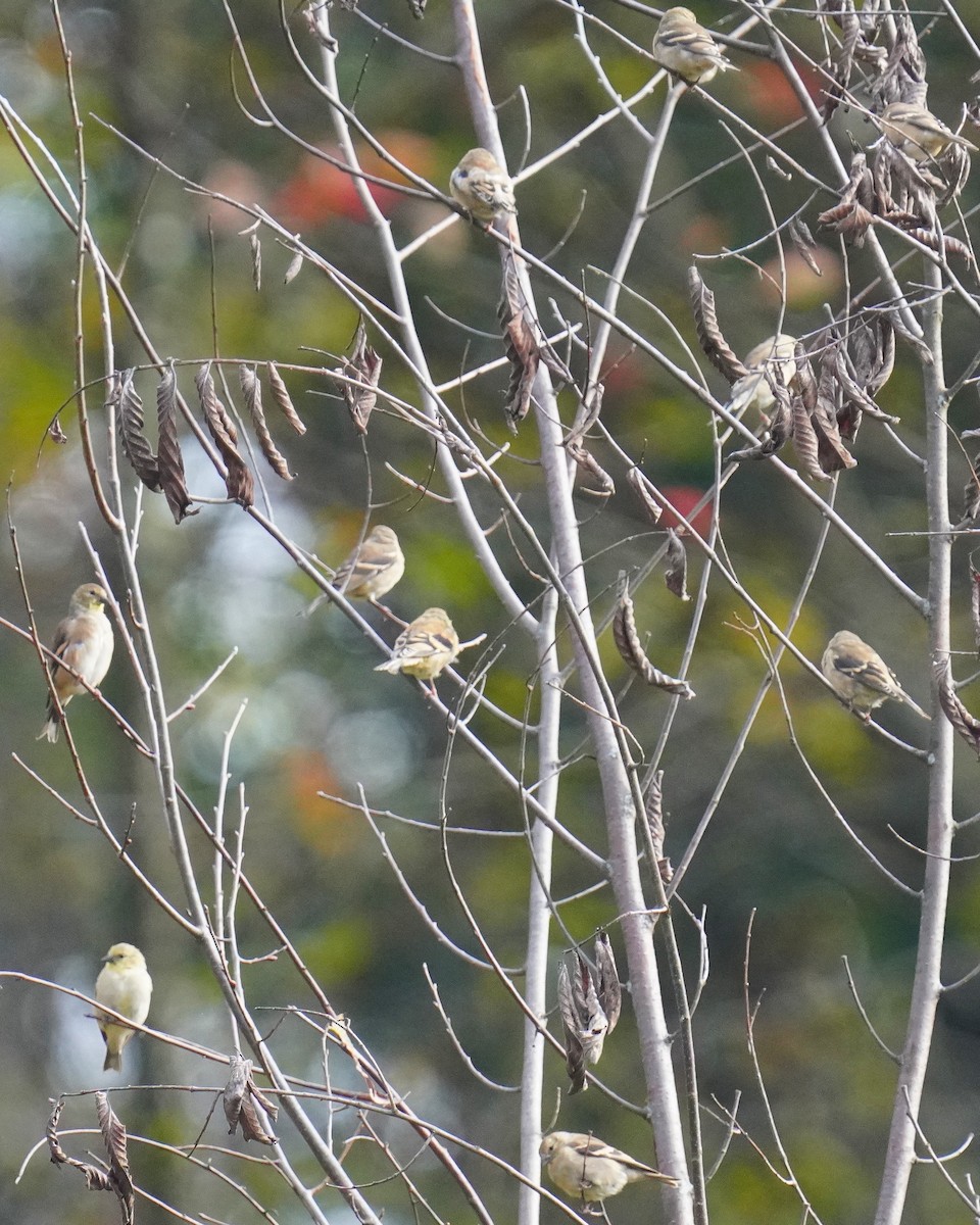 American Goldfinch - ML644034487