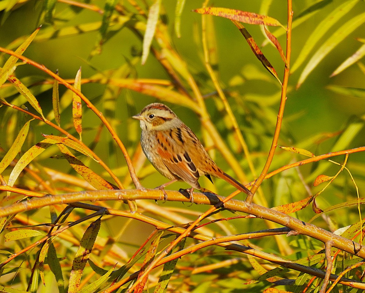 Swamp Sparrow - ML644034492