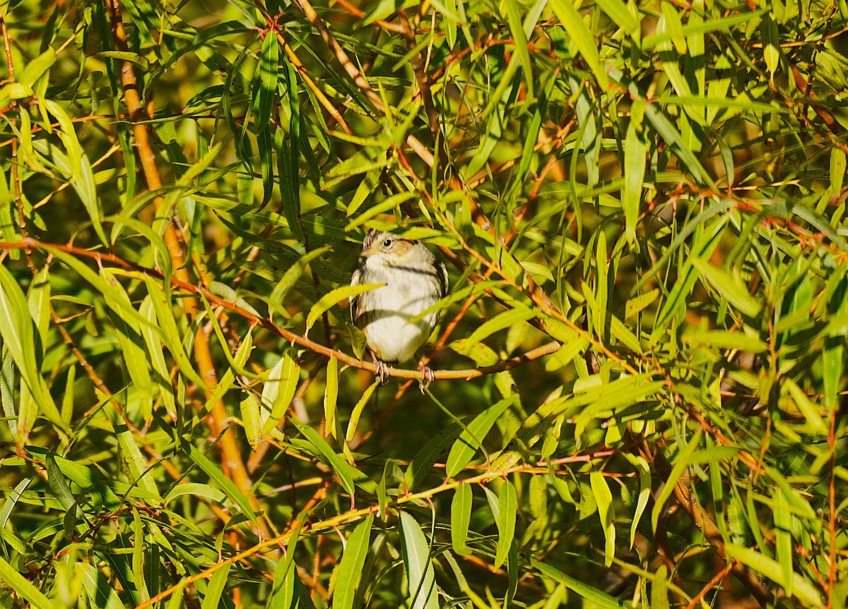 Swamp Sparrow - ML644034494