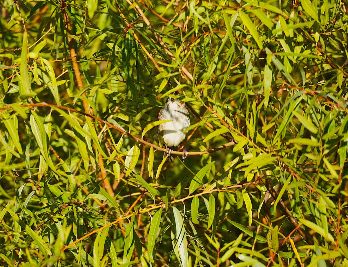 Swamp Sparrow - ML644034495