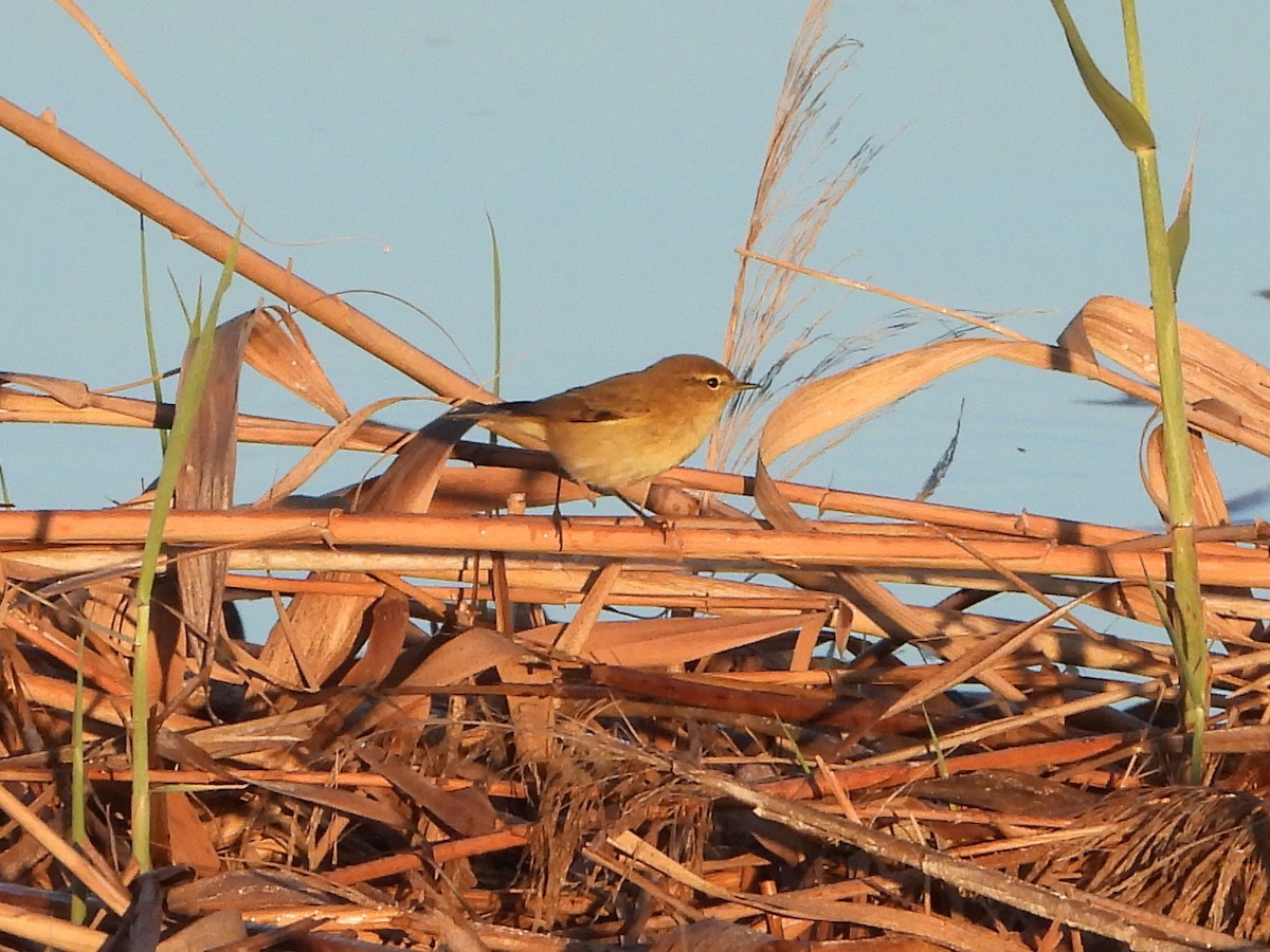 Common Chiffchaff - ML644034502