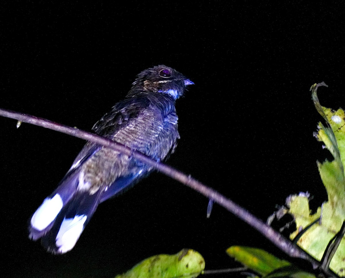 Jerdon's Nightjar - ML644034517