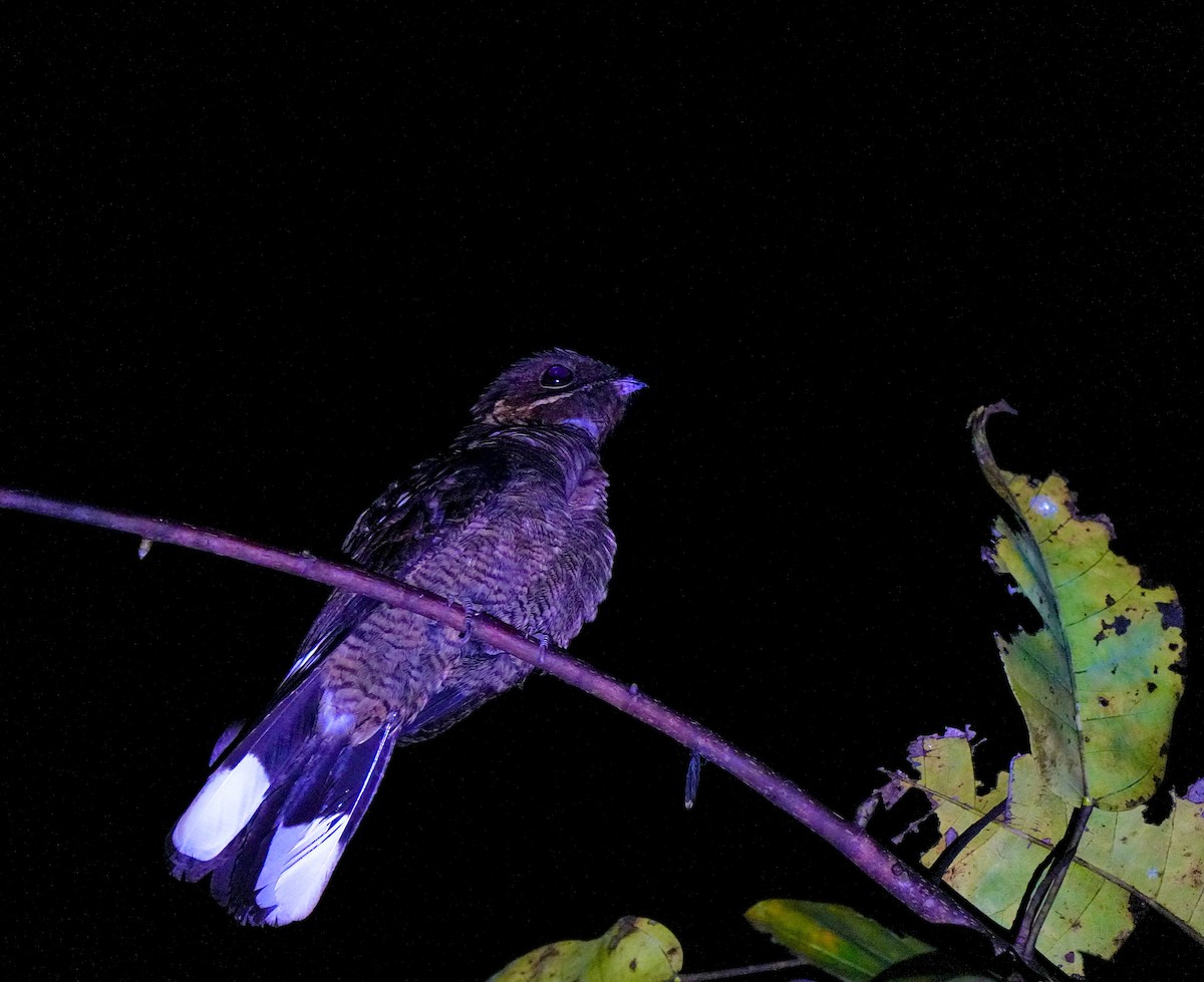 Jerdon's Nightjar - ML644034518