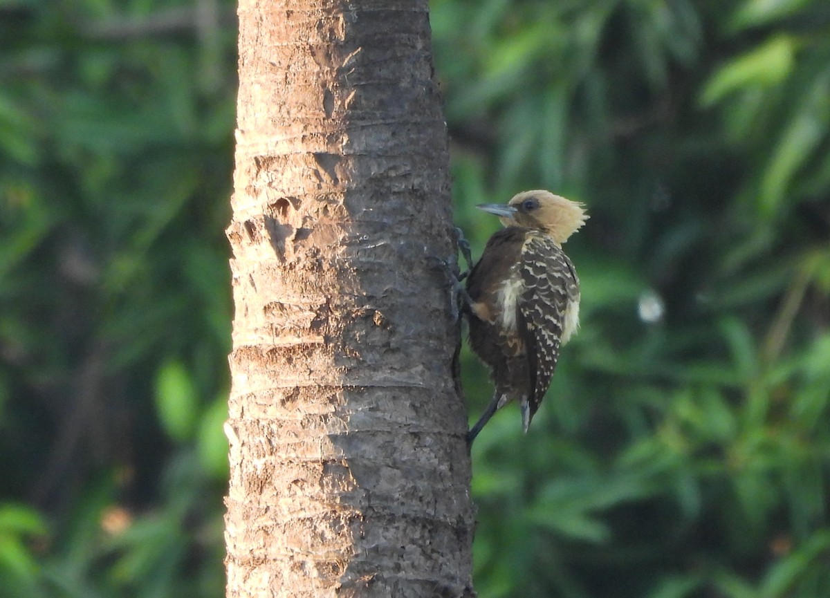 Pale-crested Woodpecker - ML644034520
