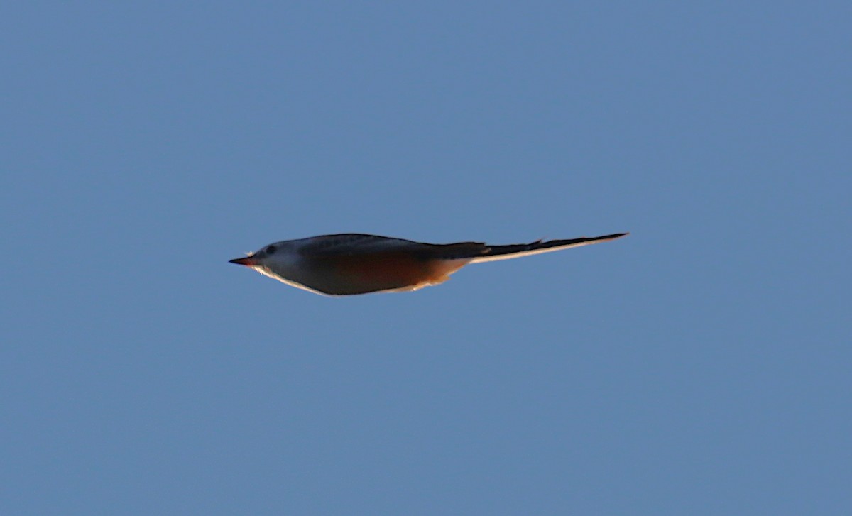 Scherenschwanz-Königstyrann - ML644034530