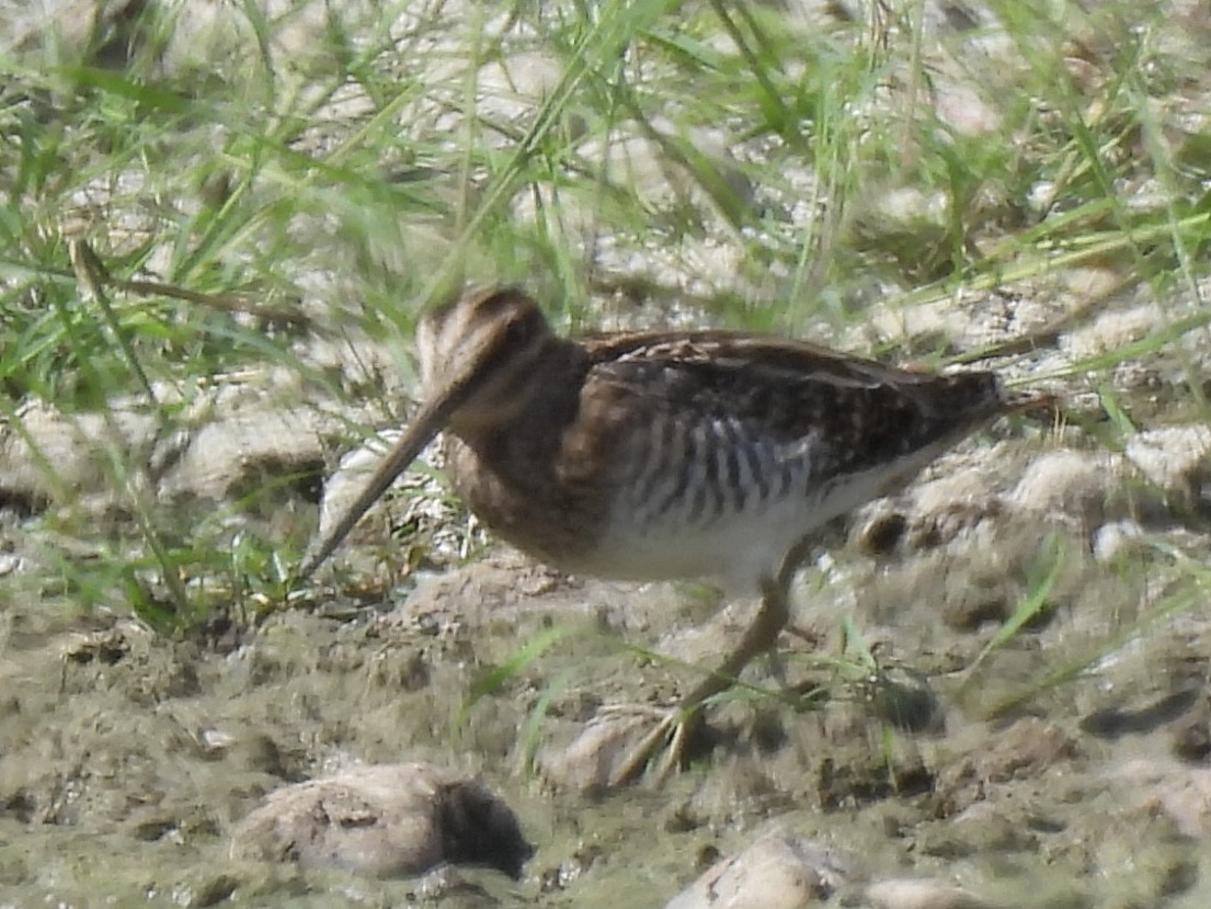 kanadabekkasin - ML644034539