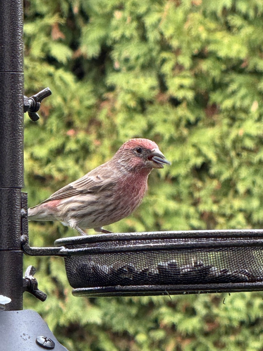 House Finch - ML644034548