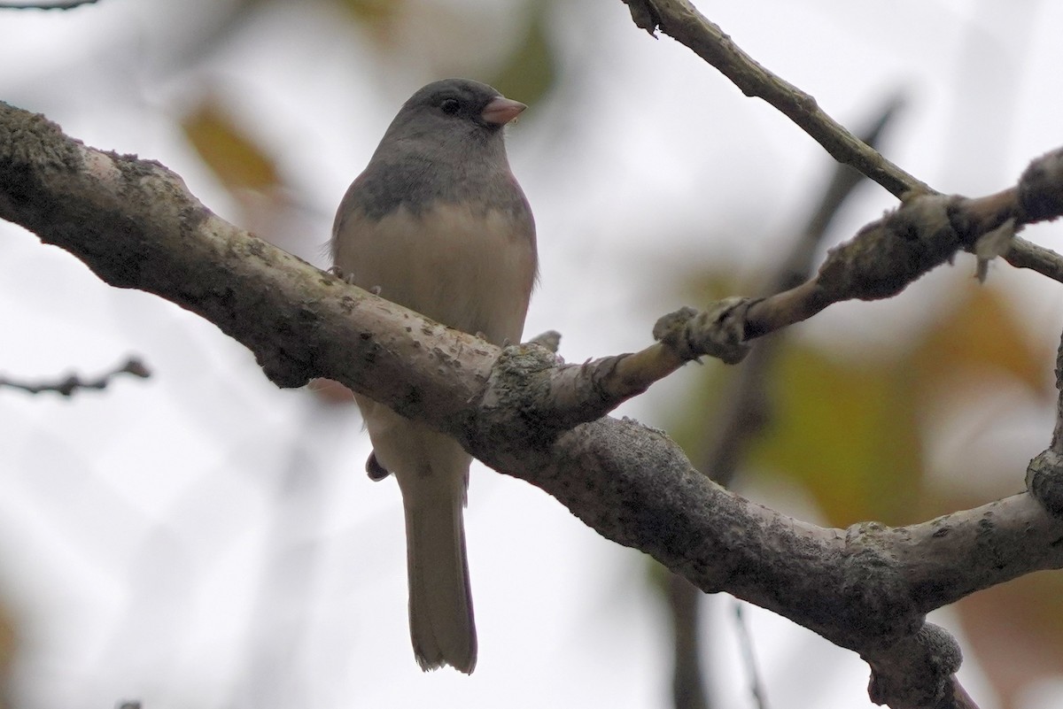 Dark-eyed Junco - ML644034551