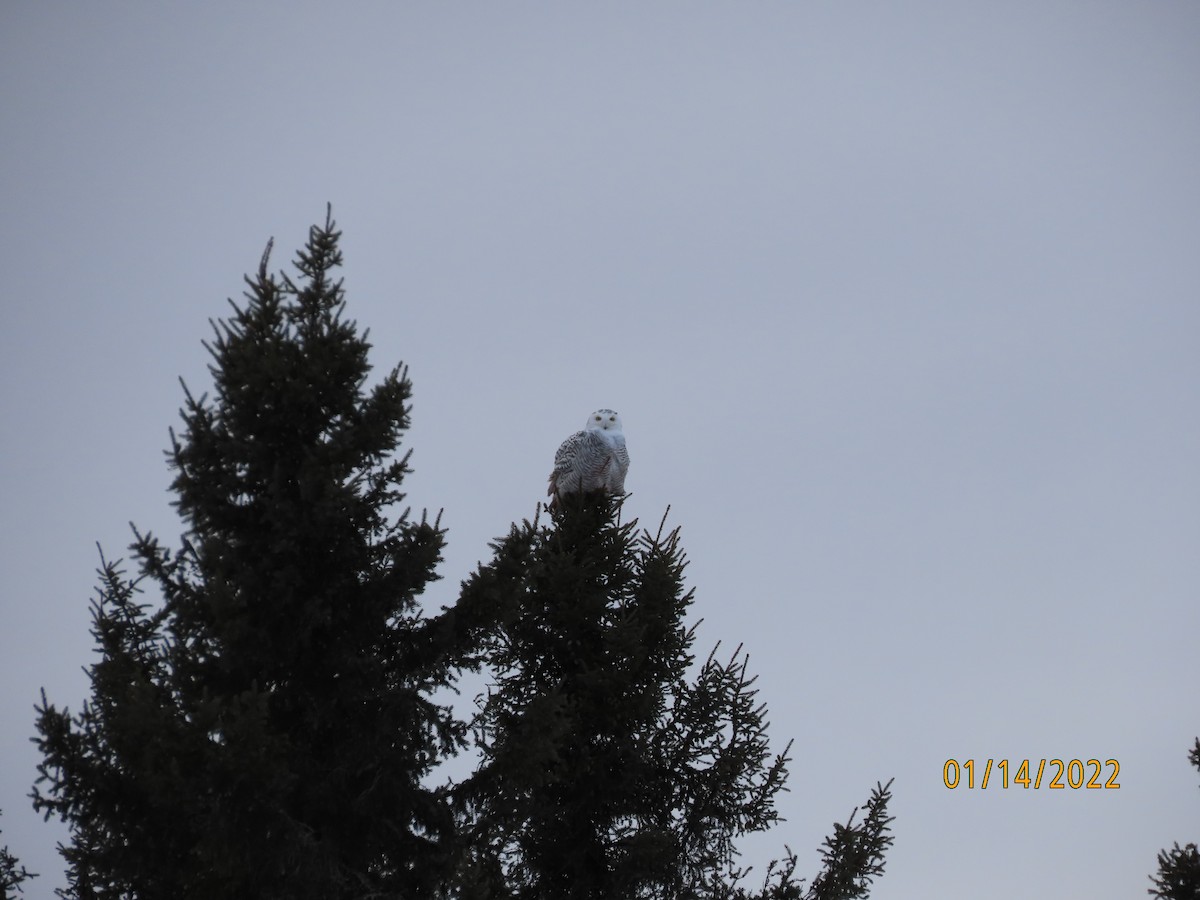Harfang des neiges - ML644034556
