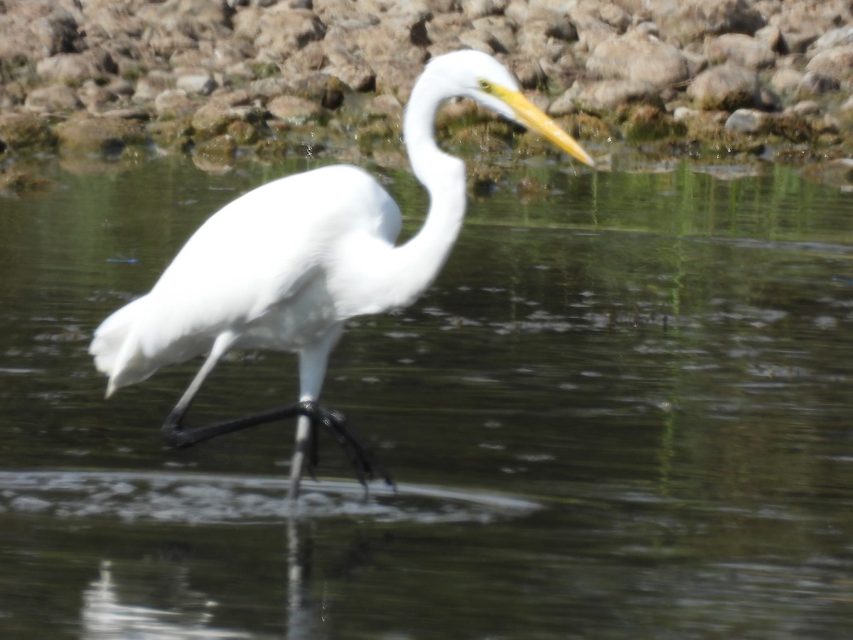 egretthegre - ML644034558